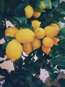 Lemons on a lemon tree